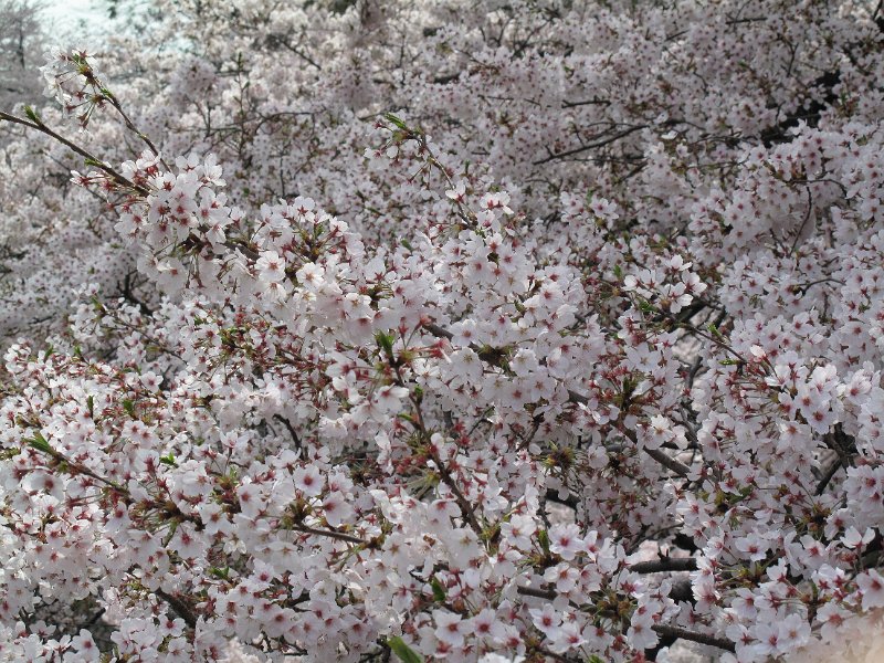 IMG_5035.JPG