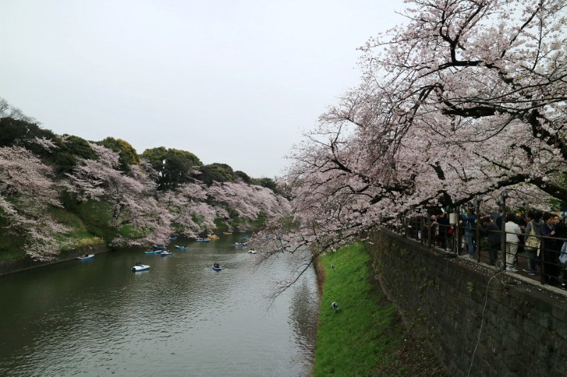 IMG_0001.JPG - 千鳥ヶ淵