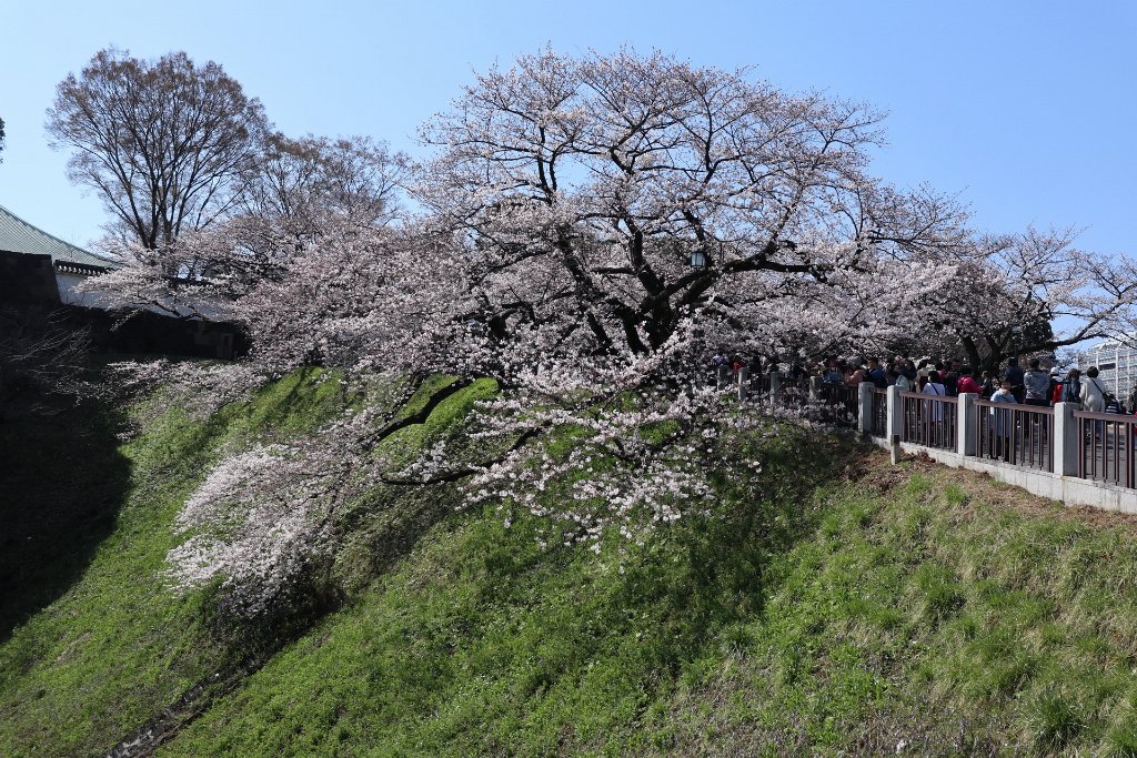IMG_2071.JPG - 千鳥ヶ淵 Tokyo Japan