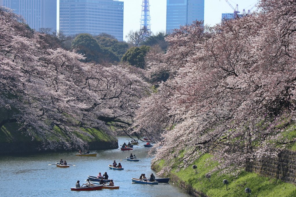 IMG_2098.JPG - 千鳥ヶ淵 Tokyo Japan