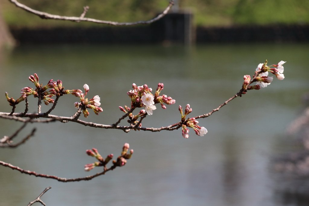 IMG_2146.JPG - 千鳥ヶ淵 Tokyo Japan