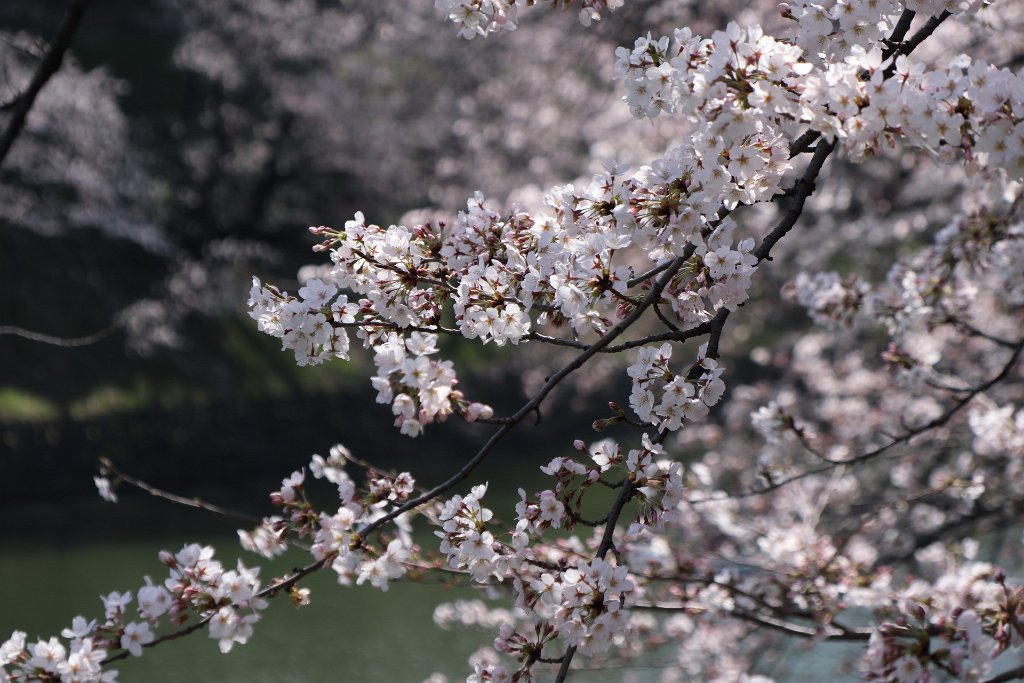 IMG_2154.JPG - 千鳥ヶ淵 Tokyo Japan