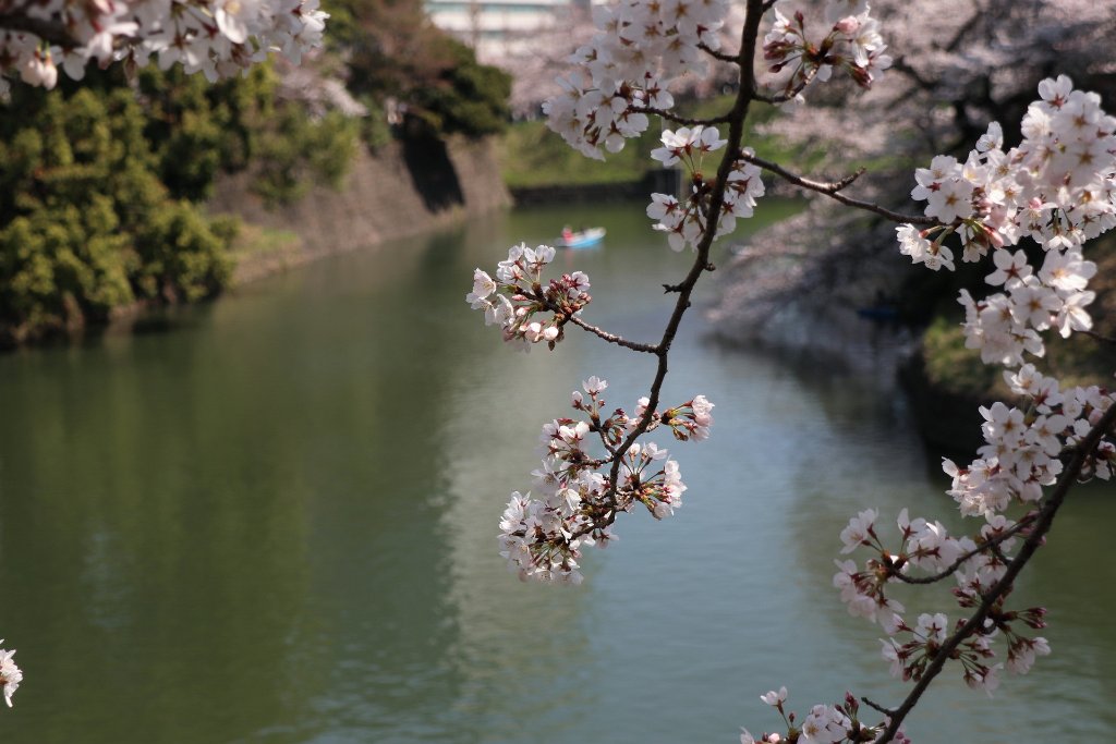 IMG_2180.JPG - 千鳥ヶ淵 Tokyo Japan