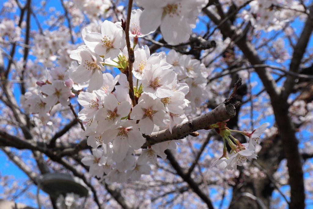 IMG_2237.JPG - 千鳥ヶ淵 Tokyo Japan