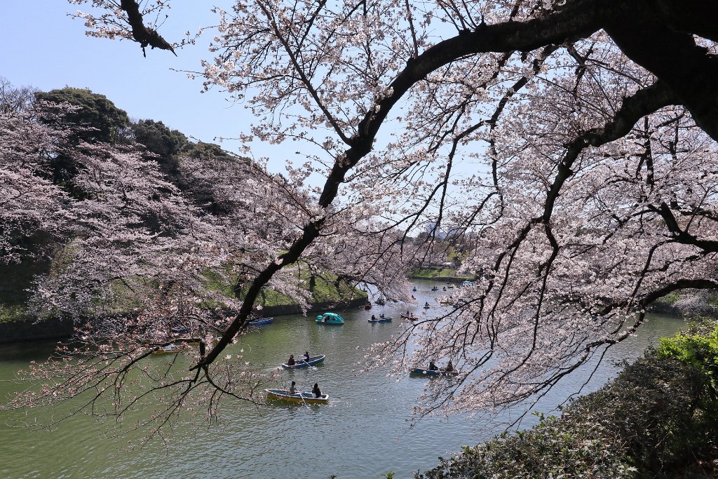 IMG_2255.JPG - 千鳥ヶ淵 Tokyo Japan