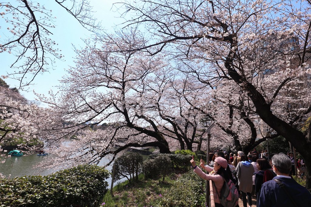 IMG_2259.JPG - 千鳥ヶ淵 Tokyo Japan