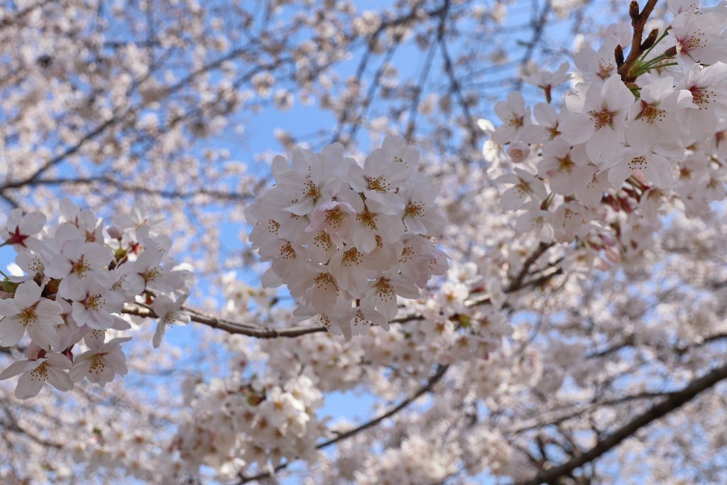 IMG_2268.JPG - 千鳥ヶ淵 Tokyo Japan