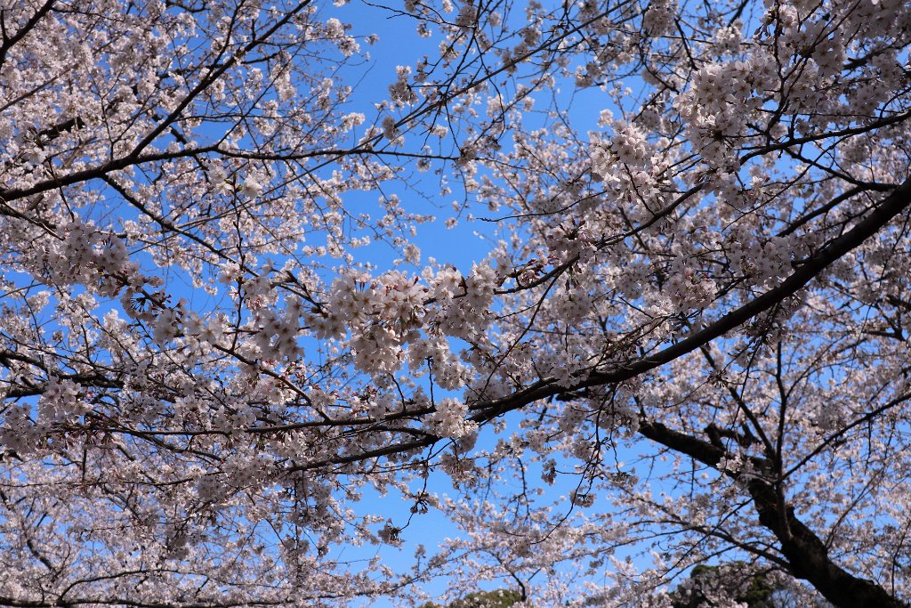 IMG_2284.JPG - 千鳥ヶ淵 Tokyo Japan