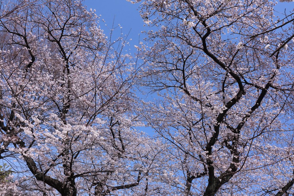 IMG_2312.JPG - 千鳥ヶ淵 Tokyo Japan