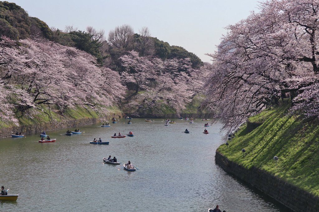 IMG_2331.JPG - 千鳥ヶ淵 Tokyo Japan