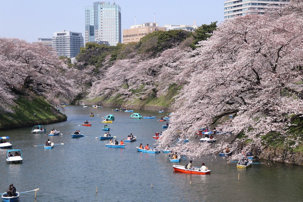 IMG_2372.JPG - 千鳥ヶ淵 Tokyo Japan