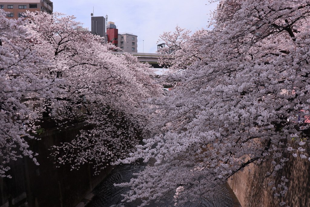 IMG_2404.JPG - 板橋区　中宿　石神井川 Tokyo Japan