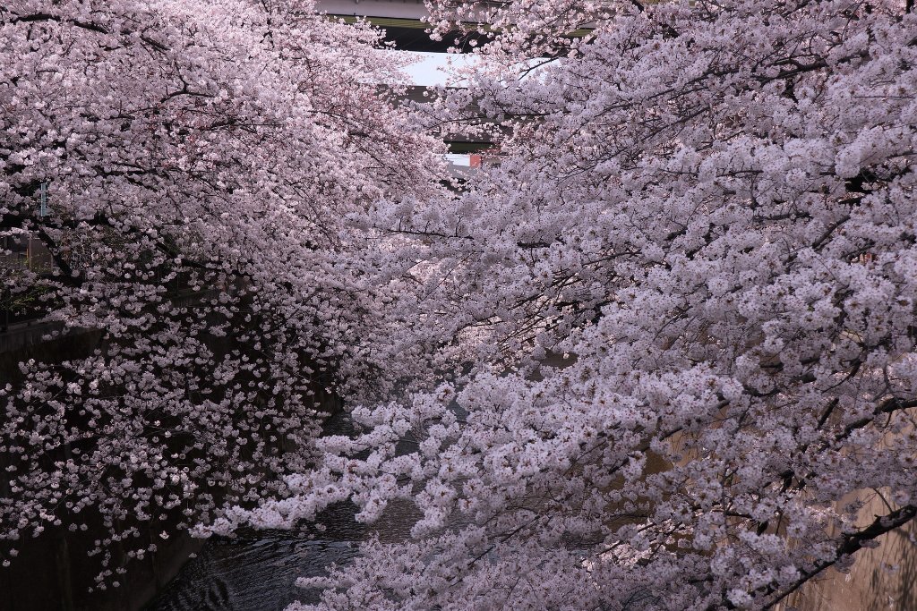 IMG_2406.JPG - 板橋区　中宿　石神井川 Tokyo Japan