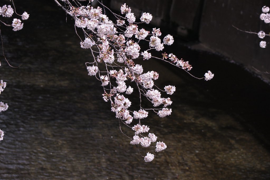 IMG_2418.JPG - 板橋区　中宿　石神井川 Tokyo Japan