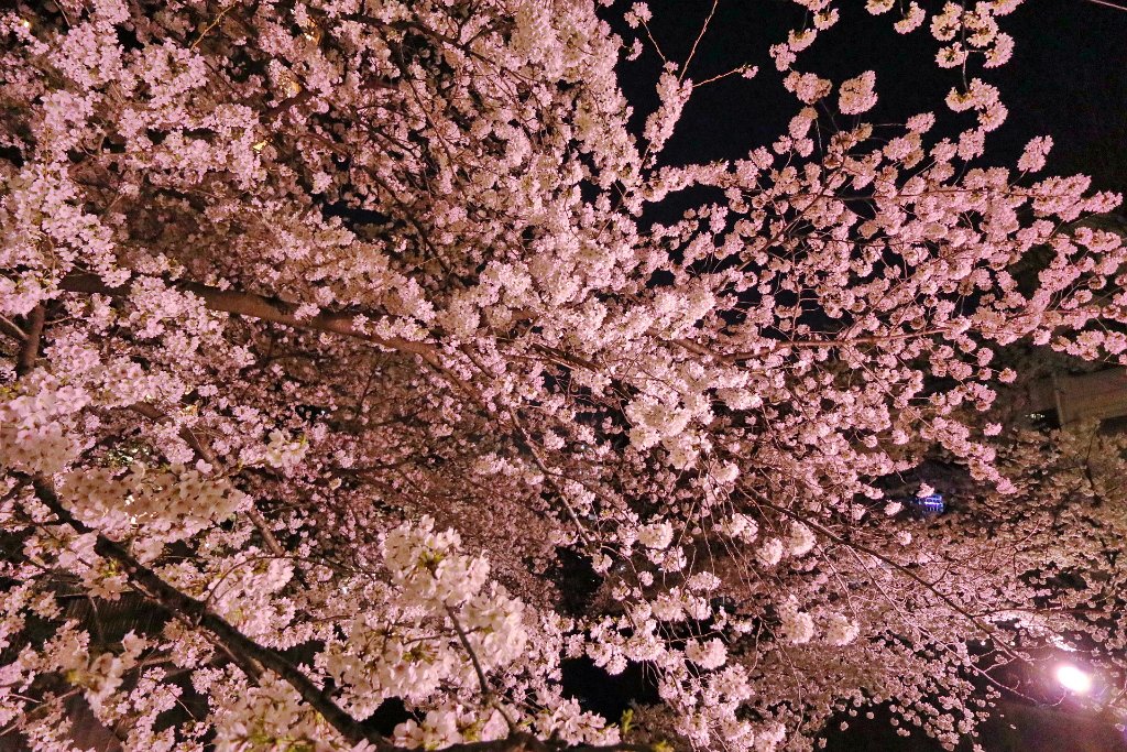 IMG_2470.JPG - 板橋区　中宿　石神井川 Tokyo Japan