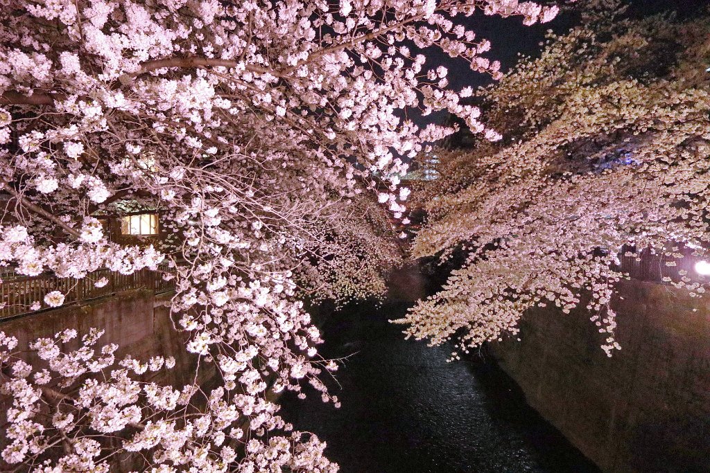 IMG_2478.JPG - 板橋区　中宿　石神井川 Tokyo Japan