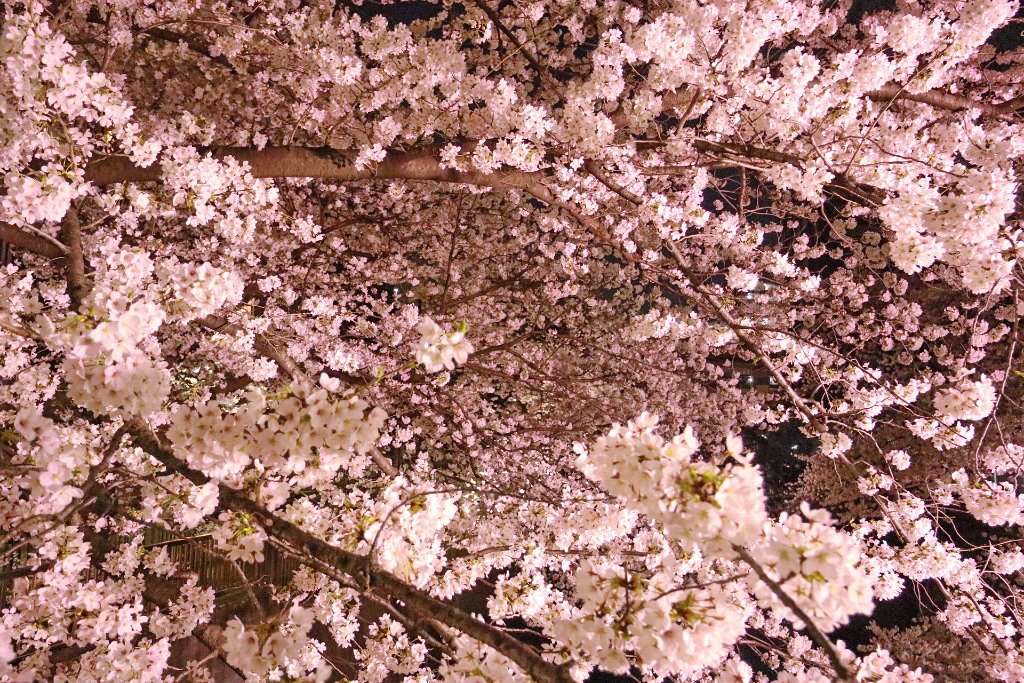 IMG_2483.JPG - 板橋区　中宿　石神井川 Tokyo Japan