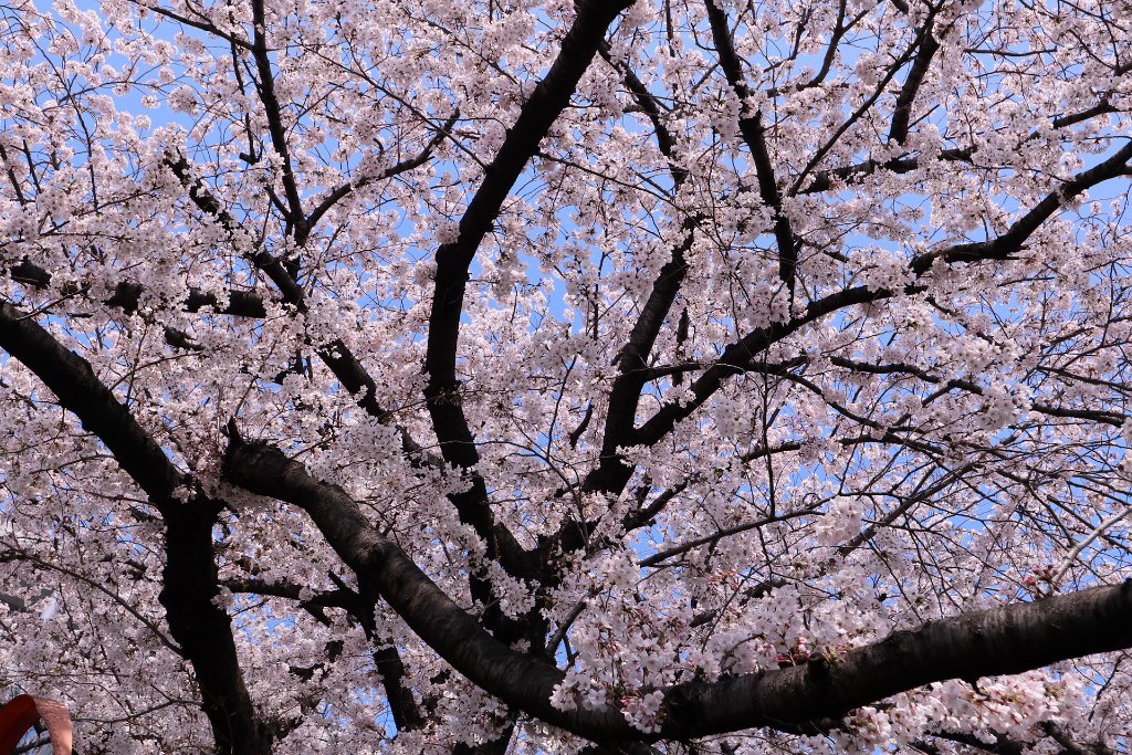 IMG_2507.JPG - 板橋区　中宿　石神井川 Tokyo Japan