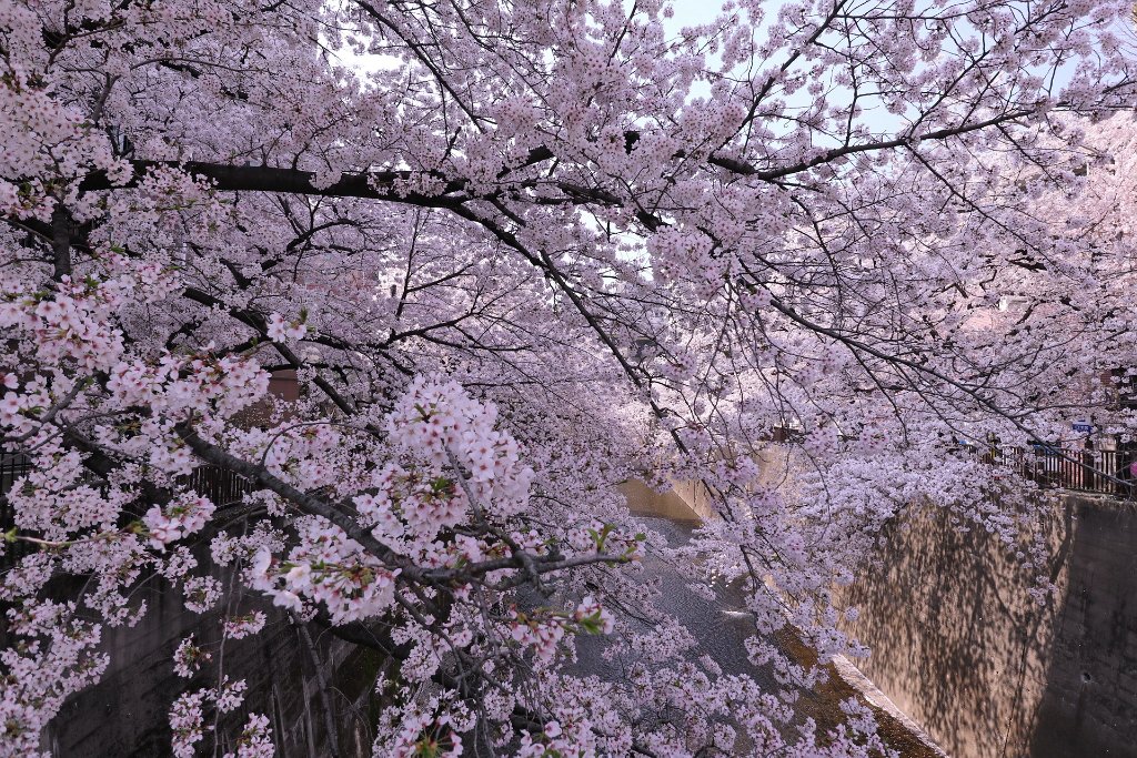 IMG_2553.JPG - 板橋区　中宿　石神井川 Tokyo Japan