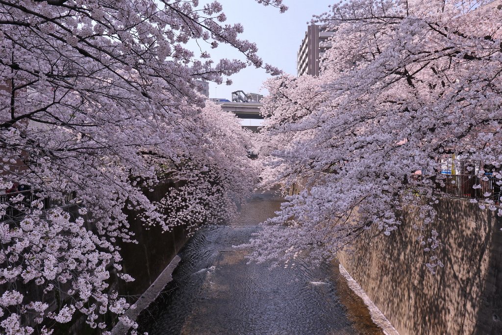IMG_2558.JPG - 板橋区　中宿　石神井川 Tokyo Japan