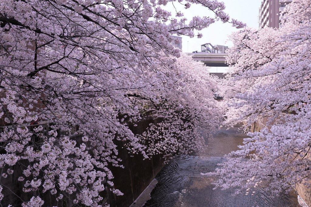 IMG_2559.JPG - 板橋区　中宿　石神井川 Tokyo Japan
