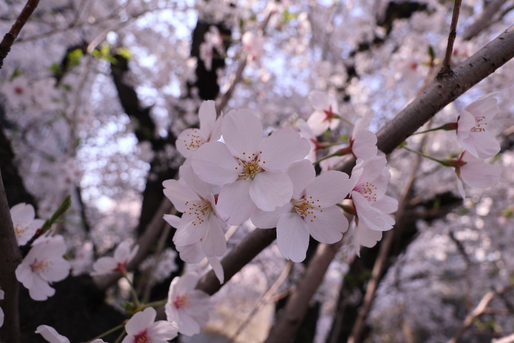IMG_2580.JPG - 板橋区　中宿　石神井川 Tokyo Japan