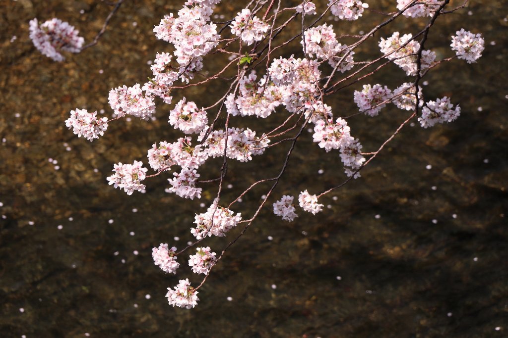 IMG_2602.JPG - 板橋区　中宿　石神井川 Tokyo Japan