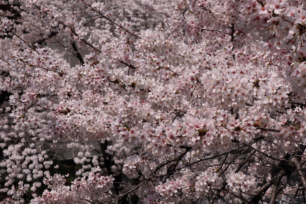 IMG_2604.JPG - 板橋区　中宿　石神井川 Tokyo Japan
