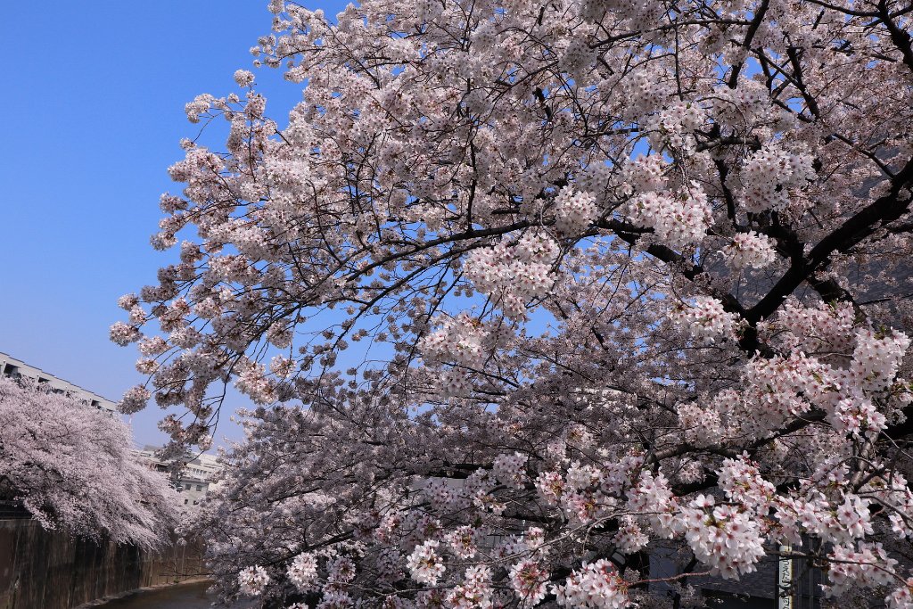 IMG_2618.JPG - 板橋区　中宿　石神井川 Tokyo Japan