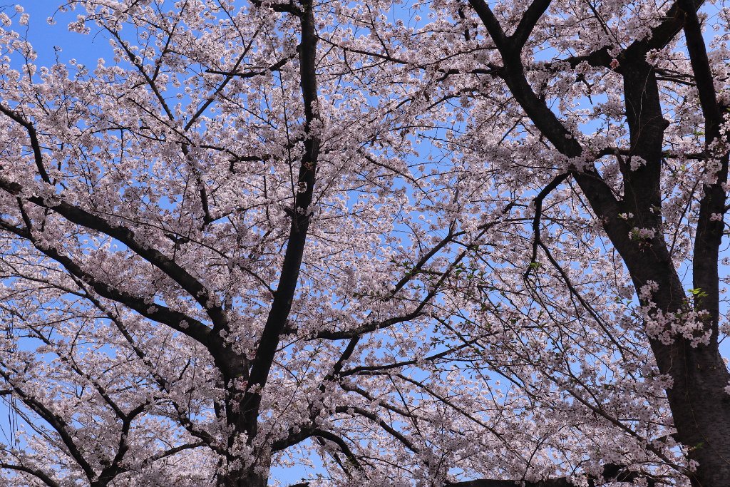IMG_2626.JPG - 板橋区　中宿　石神井川 Tokyo Japan