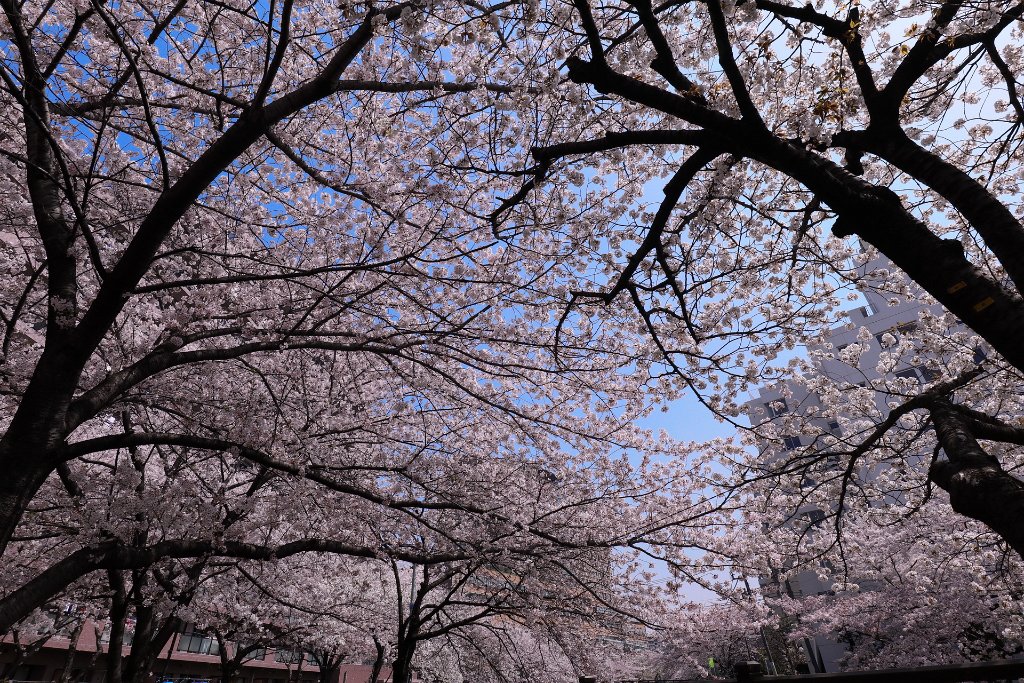 IMG_2632.JPG - 板橋区　中宿　石神井川 Tokyo Japan