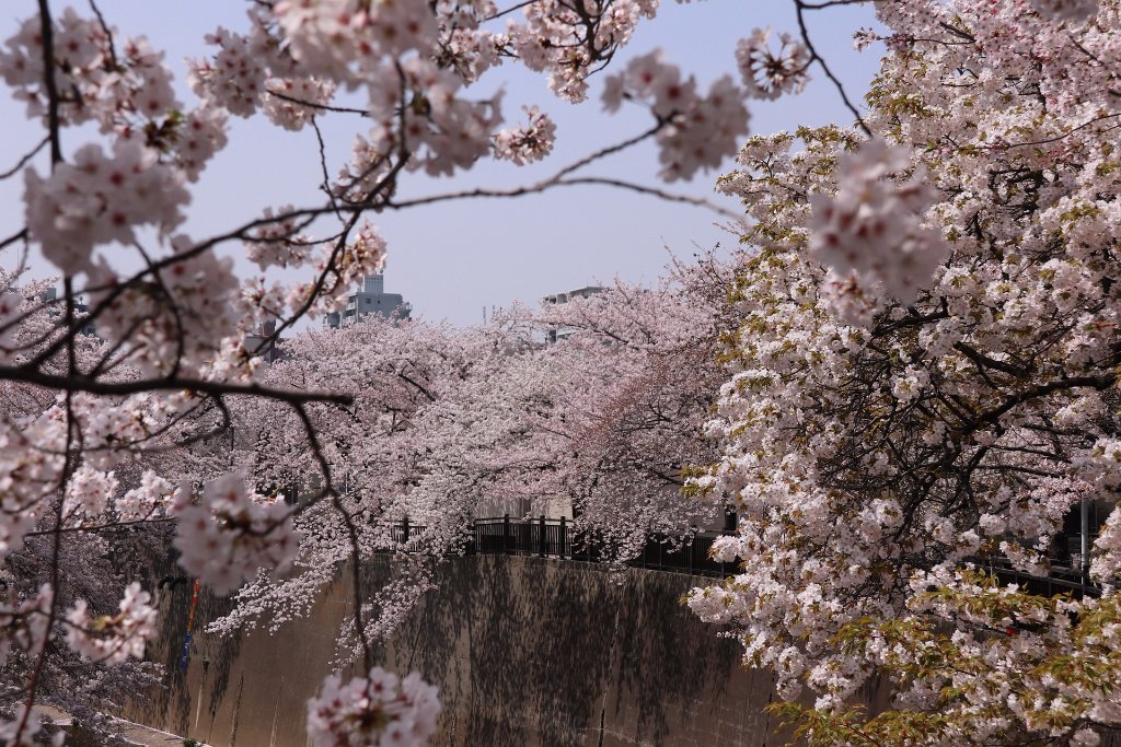 IMG_2651.JPG - 板橋区　中宿　石神井川 Tokyo Japan