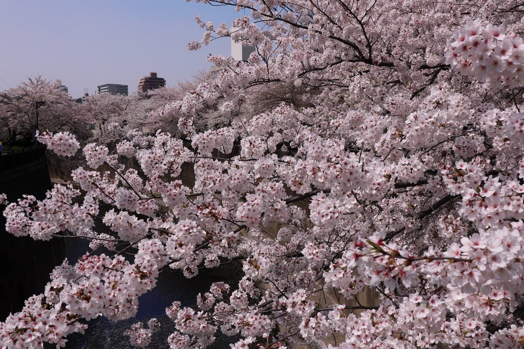 IMG_2655.JPG - 板橋区　中宿　石神井川 Tokyo Japan