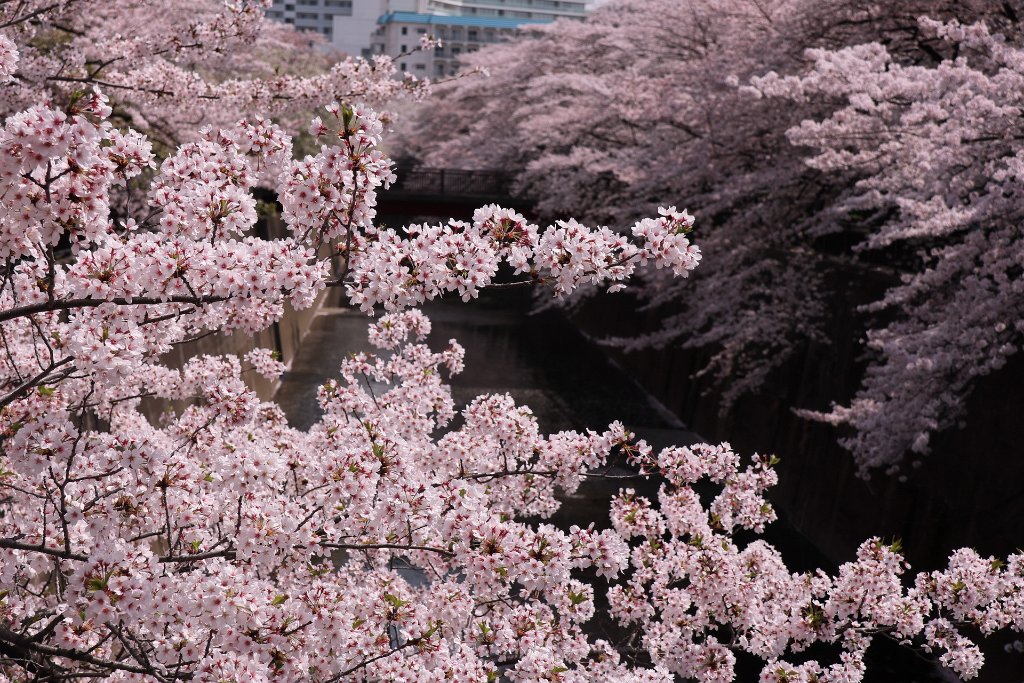 IMG_2667.JPG - 板橋区　中宿　石神井川 Tokyo Japan