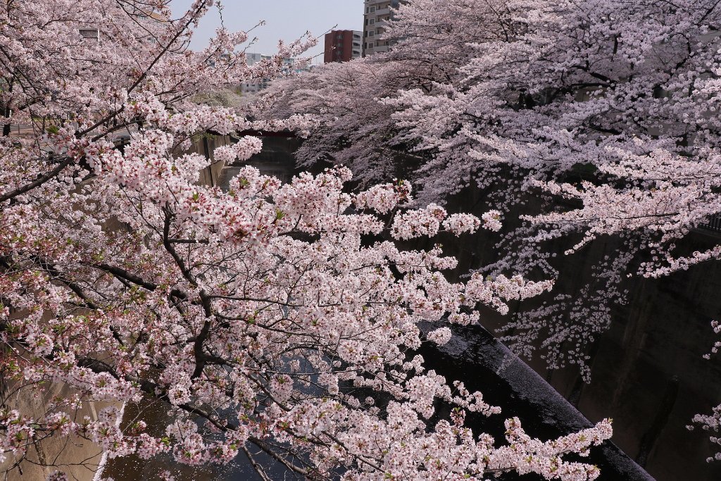 IMG_2674.JPG - 板橋区　中宿　石神井川 Tokyo Japan