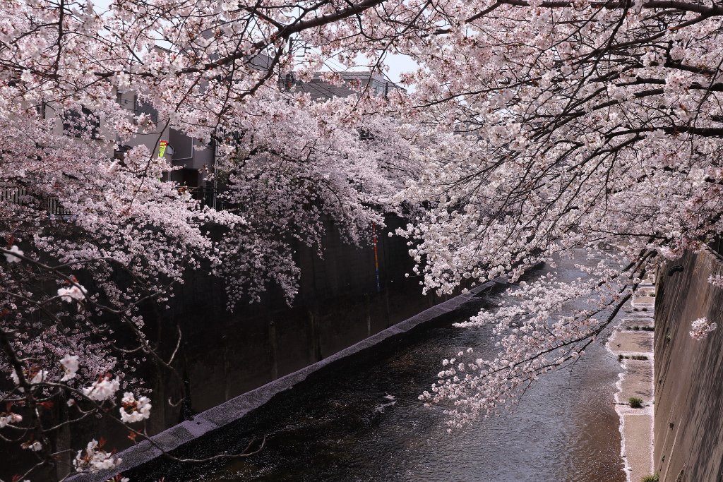 IMG_2705.JPG - 板橋区　中宿　石神井川 Tokyo Japan